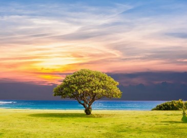 Regala Un Albero