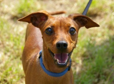 Funerale per Animali Domestici