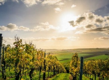 Degustazione vini in Agriturismo