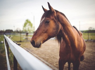 Premio per i clienti - Passeggiata a cavallo