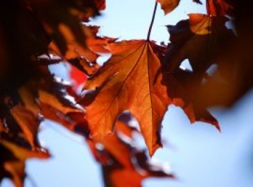 Idee per Regali d'Autunno