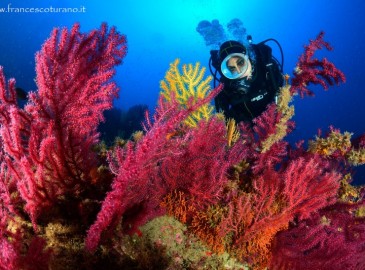 Esperienze di Immersioni Sicilia: Milazzo e Isole Eolie