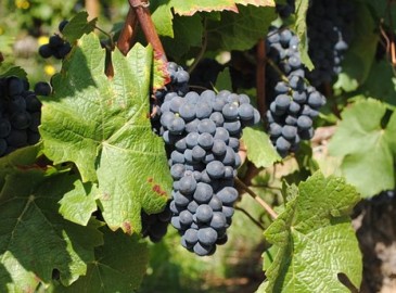 Degustazione Vini In Abruzzo 