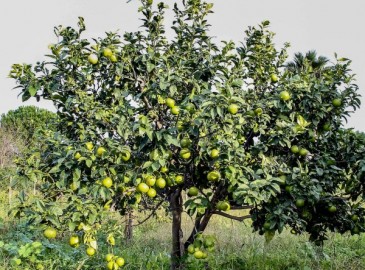 Omaggio Natura per Dipendenti Speciali