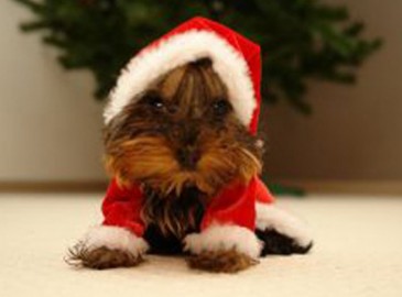 Natale 2024: un Natale Diverso