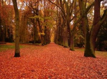 Cosa fare in autunno