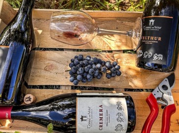 Esperienze Uniche tra Vino, Sapori e Natura